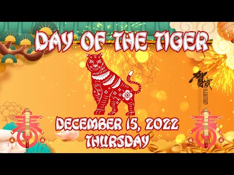 12/15/2022; Thursday, Tiger by TONY SUVEGA