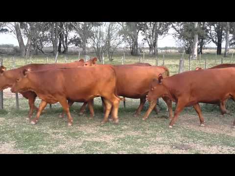 Vaquillonas Senangus. Cabaña Genética del Este SA