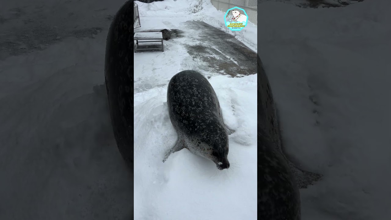 今年も雪山探検…？#アザラシシーパラダイス#オホーツクとっかりセンター#ゴマフアザラシ#seal#cute