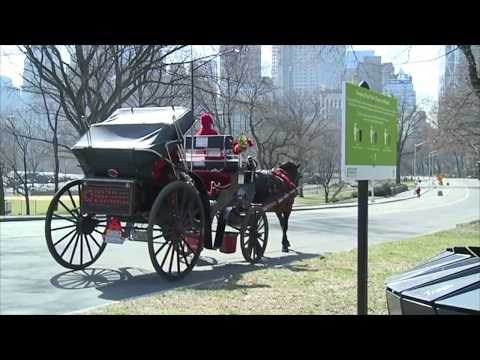 Horse Drawn Carriage Ban