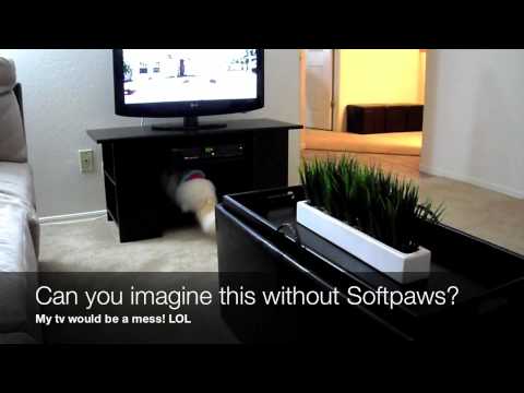 Let's save 1 paw at the time!