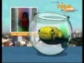 Nicknews Agosto 2009 Nickelodeon Latinoamerica 2009