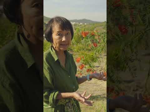 Holistic Fair at Quinta do Sol by Chan