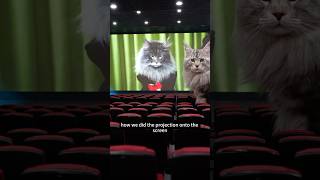Download lagu I made a cat movie theater, here's how it works! mp3 Download lagu I made a cat movie theater, here's how it works! mp3