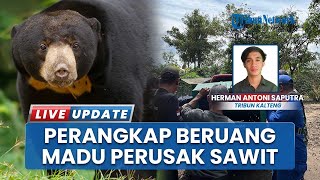 Warga Kotim Resah, Beruang Madu Rusak & Makan Umbut Puluhan Pohon Sawit di Desa Bapanggang Raya