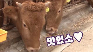 소들을 위한 특급 식사, 사료 제작 과정 / YTN 사이언스