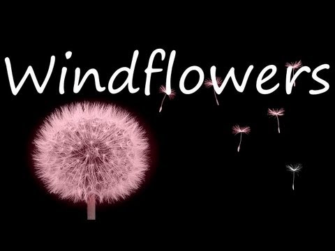 Seals & Crofts -  Windflowers (Lyrics)