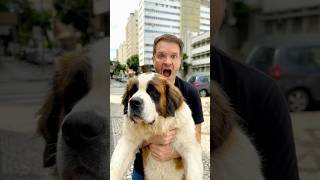 Valendo R$500! Só o seu cachorro obedecer a 3 comandos