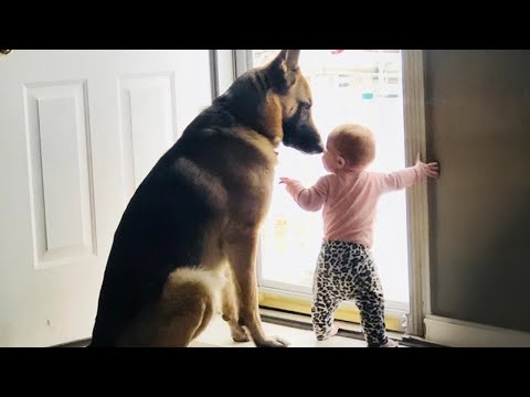 When Your Dog Is The Perfect Big Brother By Baby’s Side❤️