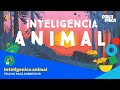 Inteligencia Animal Cap 1 Trucos Para Sobrevivir Pakapaka