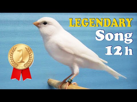 White CANARY 12h Training Song