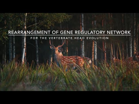 Gene Regulatory Network as a Tool to Understand Vertebrate Head Evolution