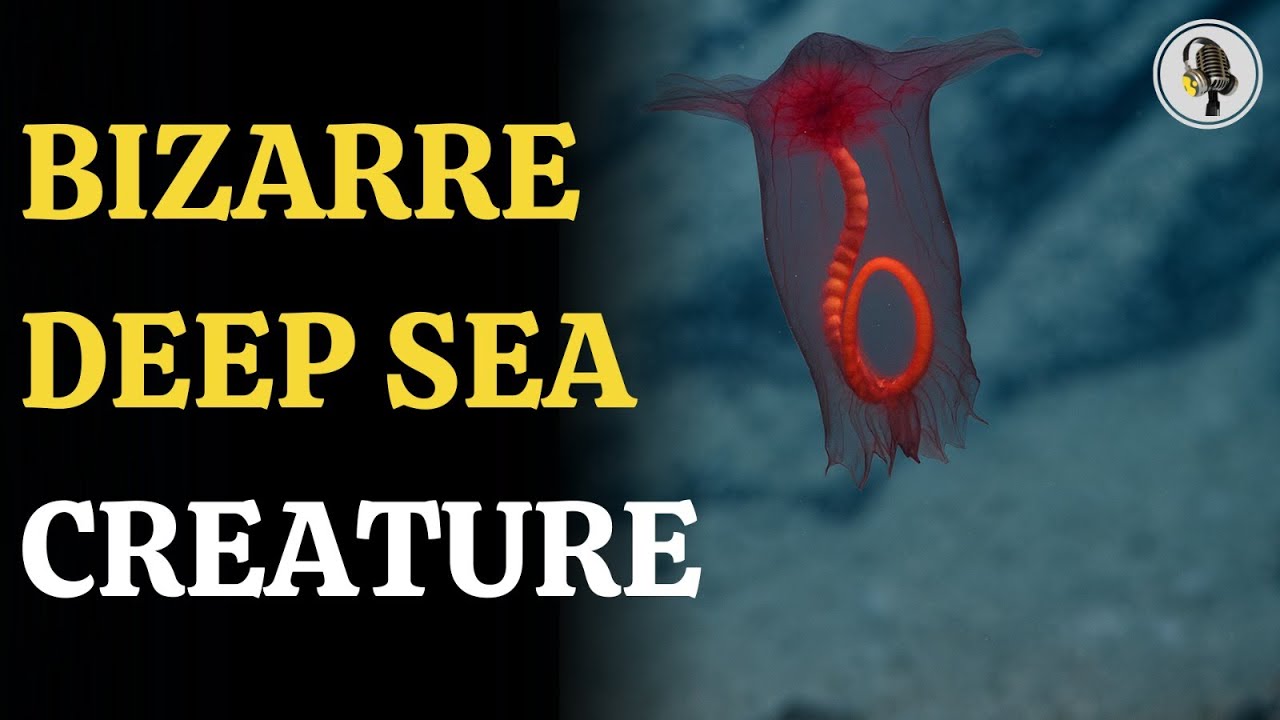 Bizarre ‘Headless Chicken Monster’ Spotted Deep in the Ocean | WION Podcast