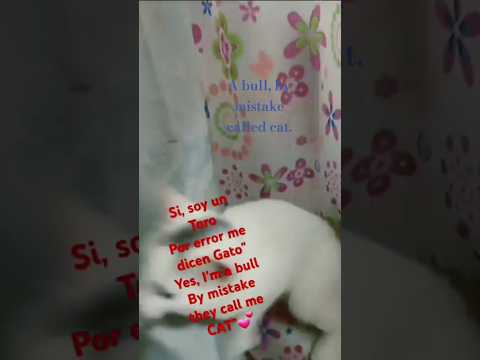 #cats #toroenamorado