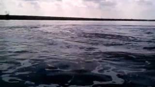preview picture of video 'Jet Skiing with Dolphins in Jacksonville'