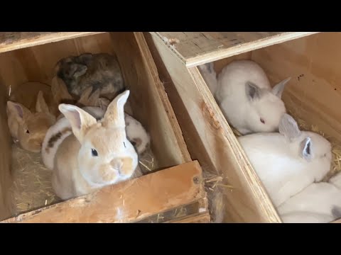 Rex Rabbit Size Comparison