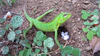 lizard laying eggs episode 1