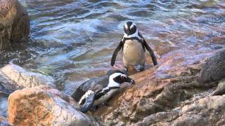 Peter A.Schmid: Penguins