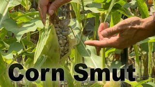 Corn Smut – Garden Notes