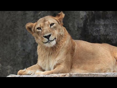 Les animaux n'arrêtent pas d'être drôles 🤣funniest animal videos 2025