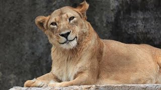 Les animaux n'arrêtent pas d'être drôles 🤣funniest animal videos 2025
