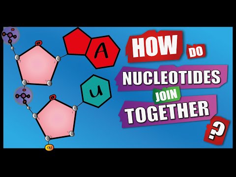 How Do Nucleotides Join Together? | A Level Biology | Phosphodiester Bonds | Condensation reactions