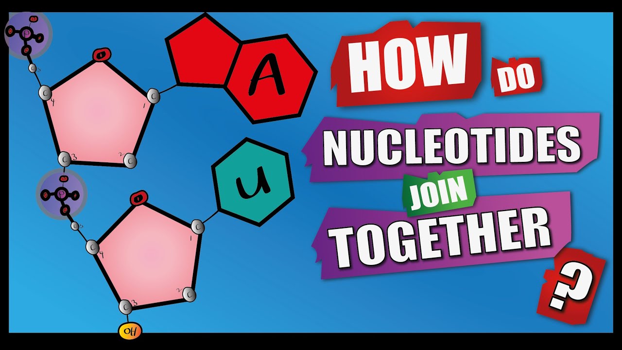 What is the structure and bonds that hold DNA and RNA together?