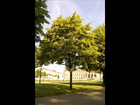 Podvinčani-Pokraj puta lipa procvjetala