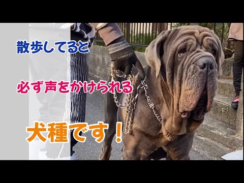 ナポリタン・マスティフ