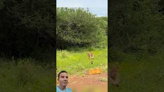 Leão (Baby) Vs Javali (Baby) 🐗🦁😱