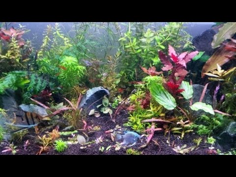 New Species of Aquatic Plants - Tissue Cultures. Lets Compare High Tech vs Low Tech Aquascaping PT.1