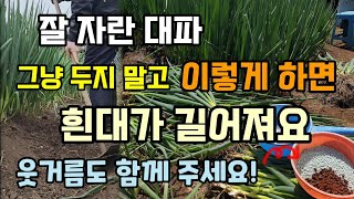 잘자란대파 그냥두지 말고 이렇게 하면 흰대가 길어져요 대파추비도 함께 주세요
