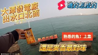大潭發電廠出水口北面 還是熟悉的味道，熟悉的魚  上集