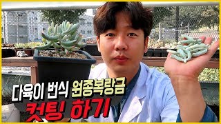 다육이 번식 원종복랑금 적심하기! - 칼로 컷팅하고 다육이 번식하기!