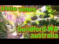 LITTLE VINES GUILDFORD, PERTH, WA, AUSTRALIA 2024