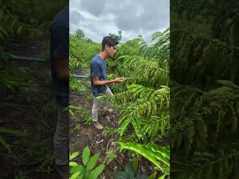 Café na Rondônia, Nova Brasilândia D’Oeste!!