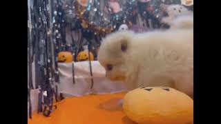 ハーフ犬の動画01