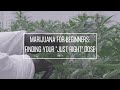 Medical Marijuana For Beginners Part 1 Finding Your Just Right Dose Discover Marijuana