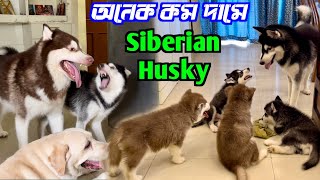 Low Price Home Breed Puppy Sell। Siberian Husky Puppies Sell। Kolkata Dog Market।