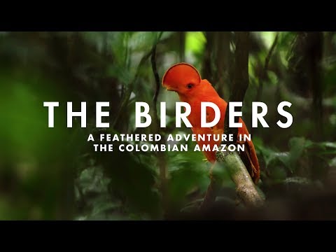 THE BIRDERS | A feathered adventure in the Colombian Amazon. Video