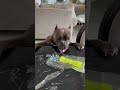 OMG Fucking Wrapper Open For Me NEW TOY Shorts Video Dog Toys