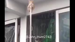 Kitty Kitty Gang Gang 😹😂😂 Voiceover by @john_hunt2743