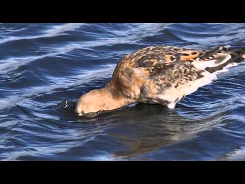 Deep Diving Godwit In Slow Motion.