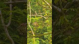 Download lagu Memikat burung merbah lekir.. mp3 Download lagu Memikat burung merbah lekir.. mp3