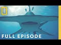 Finding The World S Biggest Hammerhead Shark Full Episode World S Biggest Hammerhead
