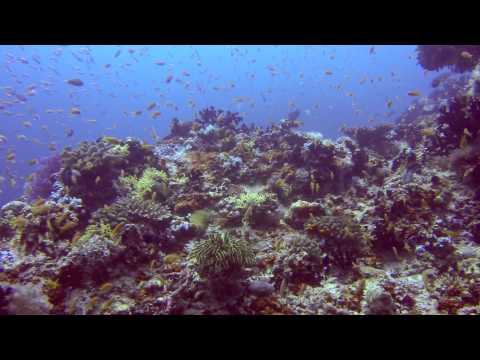 Barracuda Giri (Okobe Thila)