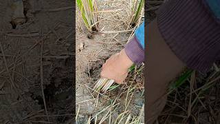 Download lagu Nyari belut liar dibawah bekas jerami #mancingbelut mp3