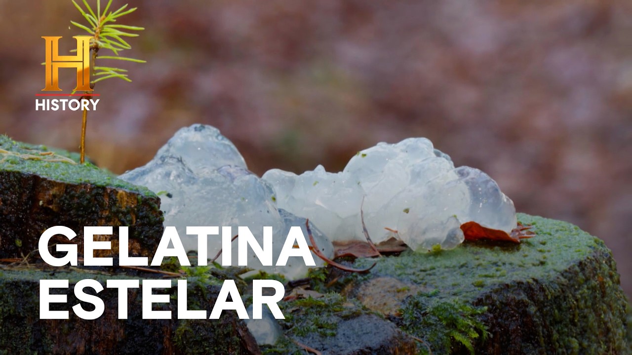 ¿QUÉ ES LA EXTRAÑA SUSTANCIA GELATINOSA QUE CAE DEL CIELO? 🌌- LA EVIDENCIA ESTÁ ENTRE NOSOTROS