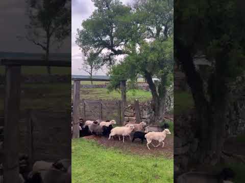 Crioulas mochas, Lavras do Sul, RS, Brasil, Estância Velha!