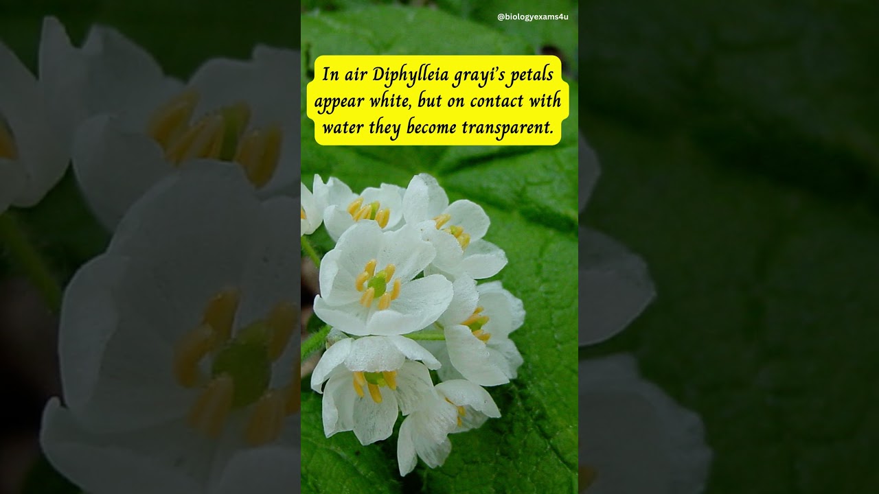 Skeleton Flower | Crystal Flower